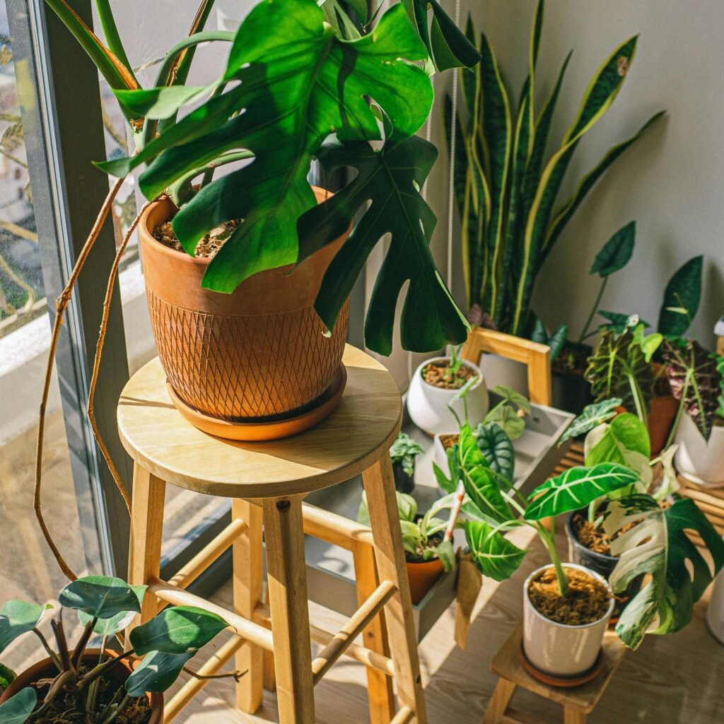 indoor plants for vastu positive energy